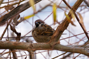Sparrow sitting on tree close-up