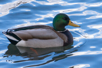 A wild duck (Anas platyrhynchos) swims in the water