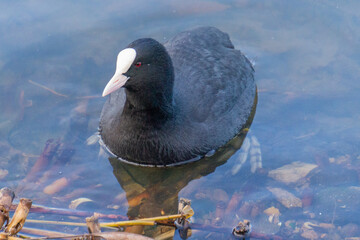 A diving duck (Aythya) swims in the water