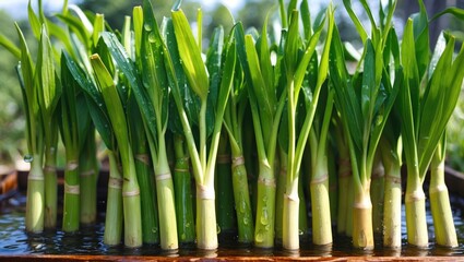 Fototapeta premium Sunlit green lemongrass leaves with water droplets showcasing freshness and vitality in a natural setting. Ideal for culinary or wellness themes.