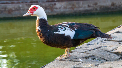 Wild turkey in the park