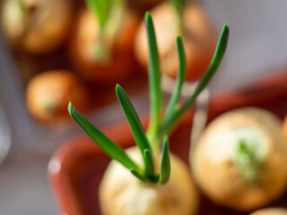 close up of fresh vegetables