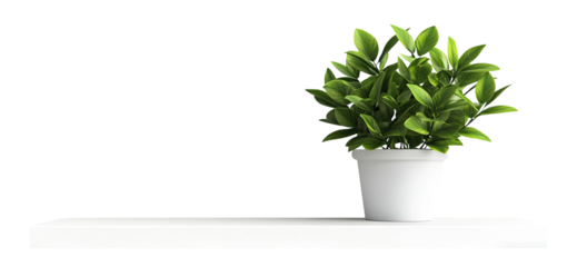 Minimalist decorative houseplant in white ceramic pot, isolated on transparent cutout background