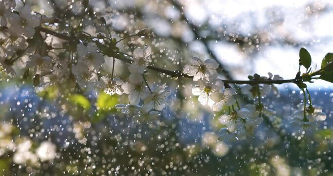 Cherry blossom period. Drops of spring rain fall on a cherry blossom. Shot on super slow motion camera 1000 fps.