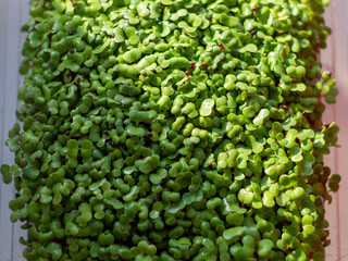 fresh green peas