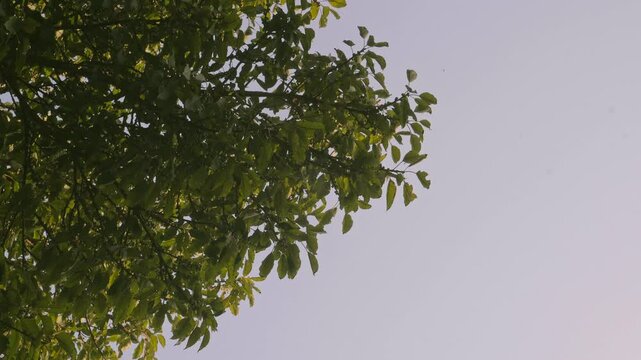 Undershot view of a tall tree with branches stretching towards the sky.