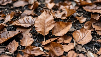 Close-up view of brown dried leaves scattered on the ground showcasing autumn's natural textures and earthy colors.