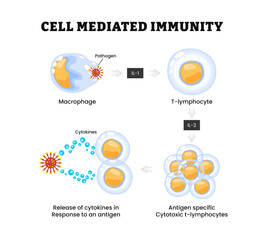 Cell mediated immunity diagram process, Immune response. activation of phagocytes, labeled macrophage, pathogen, t-lymphocyte, release cytokines in response to antigen, cytotoxic. Biology education,