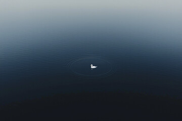 Swan's Solitude: A solitary swan gracefully navigates the tranquil waters, creating gentle ripples in an aerial view, symbolizing peace and serenity. 