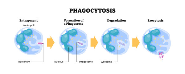 Phagocytosis progress diagram, macrophage absorption of bacteria. Stages of mechanism of the immune response, labeled entrapment (endocytosis), phagosome formation, degradation, exocytosis, lysosome.