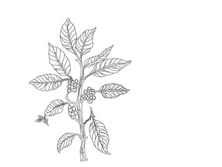 Branch with leaves. vector illustration of coffee branch. Coffee plant branch with leaf. Hand drawn Coffee tree vector. Coffee beans and leaves. Branch of a plant.