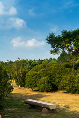 trees of parks on sunny days