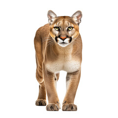 Obraz premium walking puma transparent background 
