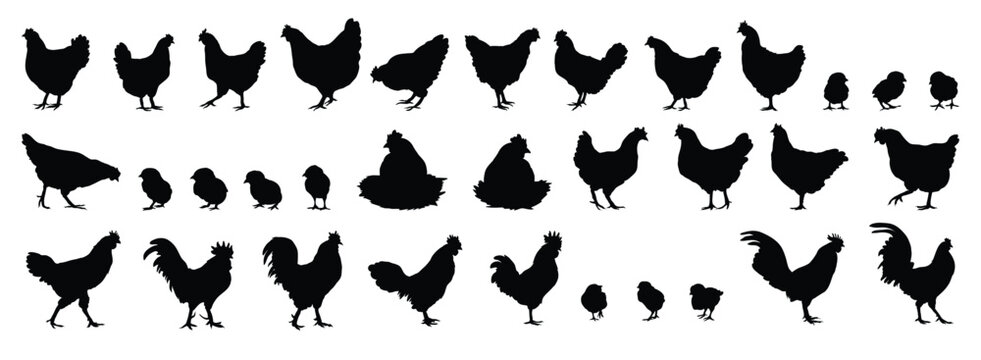 hen or chicken, rooster and chicks silhouette set. hen, rooster and chicks isolated farm animal silhouette icon vector collection