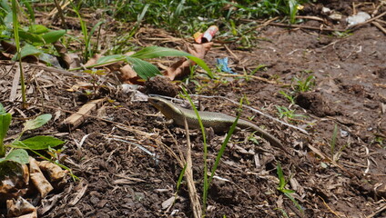 Fototapeta premium lizards and dry twigs