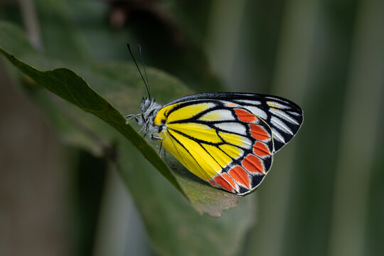 Common Jezebel (Delias eucharis ) is a medium-sized pierid butterfly 