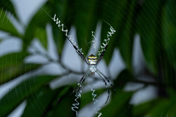 A signature spider ( Argiope anasuja ) is a species of harmless orb-weaver spider
