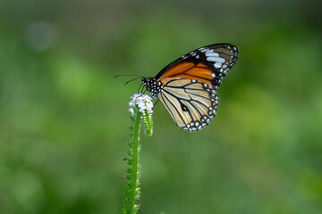 Striped tiger or common plain tiger ( Danaus chrysippus ) at garden