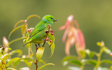 Goldbrauen-Chlorophonie,  Goldbrauenorganist Chlorophonia callophrys
