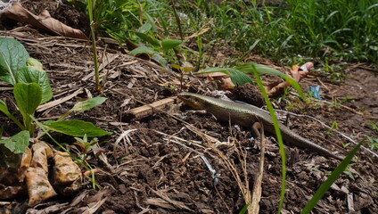 lizards and dry twigs