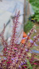 bees that want to take flower nectar