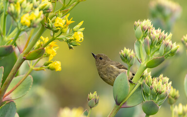 weiblicher Einfarb-Hakenschnabel (Diglossa plumbea)