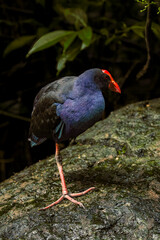 Purple Swamphen