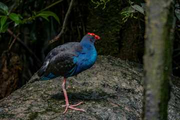 Purple Swamphen