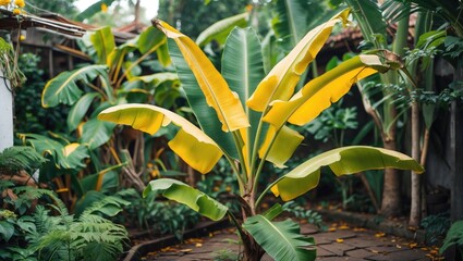 Obraz premium Tropical banana plant with vibrant yellow leaves in a lush garden setting surrounded by greenery and textured stone pathway. Copy Space