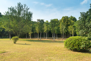 Beautiful panorama of green city park