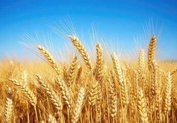 Fototapeta premium Golden wheat field under a vibrant blue sky