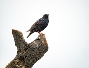 red winged blackbird