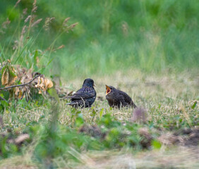 red winged blackbird
