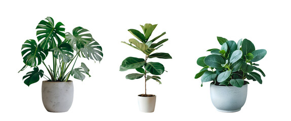 Green leafy potted planton white background