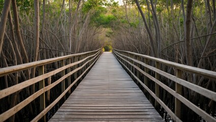 Fototapeta premium Wooden boardwalk pathway through dense mangrove trees with natural light illuminating the scene and copy space for text
