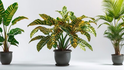 Obraz premium Indoor tropical plants in decorative pots with vibrant green and yellow leaves on a light background with Copy Space