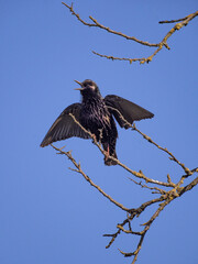 black vulture perched on branch