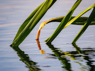 water lily in the water