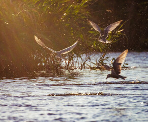 duck swimming in the water