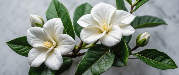 Fototapeta premium Gardenia flowers in bloom with green leaves on marble background showcasing natural beauty and botanical details Copy Space