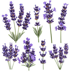 Obraz premium Lavender Sprigs Collection Isolated Purple Flowers