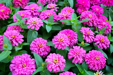 Blooming zinnia flowers in the field