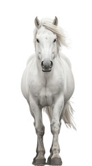 The image features a majestic white horse in motion, with its mane flowing in the wind, exuding strength and elegance.