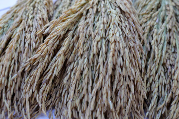 Paddy rice seeds, Thai rice seeds
