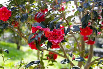 Obraz premium Beautiful camellia flower on tree. The Expo 70 Commemorative Park, Osaka, Japan