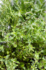 Fresh herbs in the garden