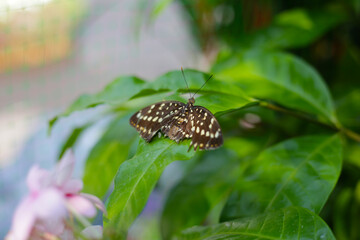 A beautiful butterfly in the garden