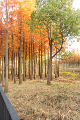 Beautiful colorful forest landscape in autumn season
