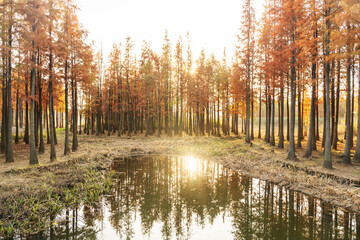 Beautiful colorful forest landscape in autumn season