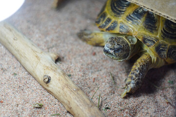 A close-up of a tortoise resting on sandy terrain, surrounded by small twigs and natural elements....